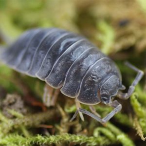 Porcellio-laevis-_Black_-2.jpg