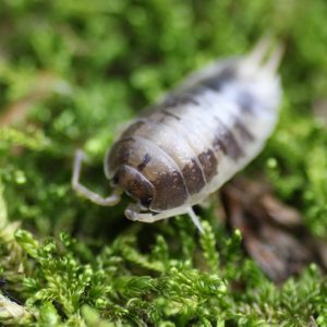 Porcellio-laevis-_Milkback_-2.jpg