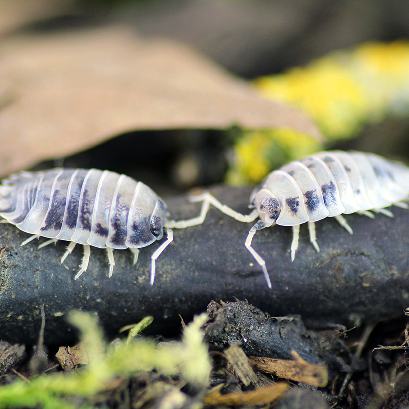 Porcellio-laevis-_Panda_-2.jpg