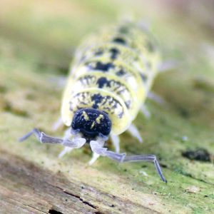 Porcellio-ornatus-High-Yellow-bearbeitet-2.jpg