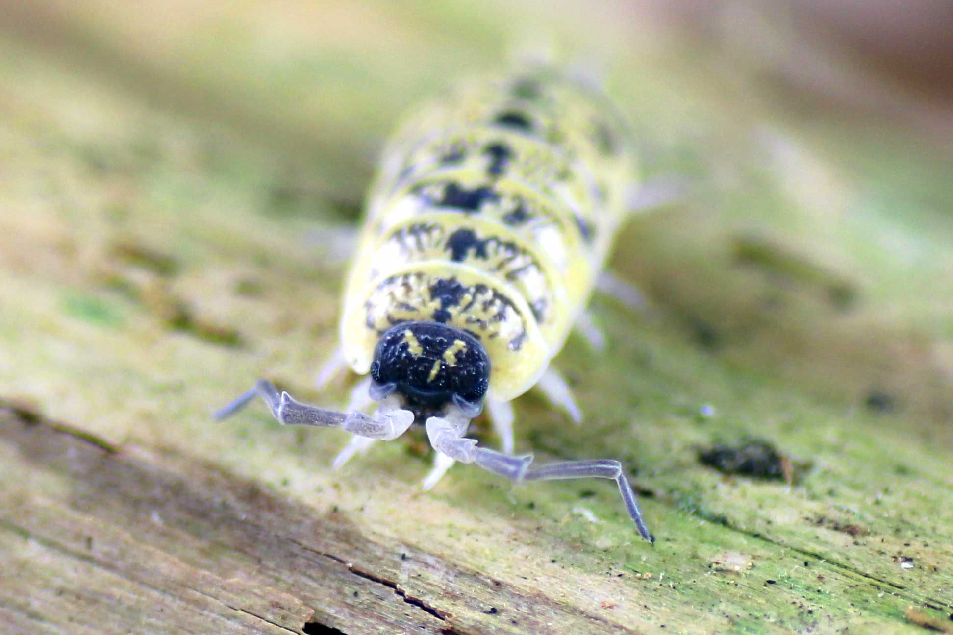 Porcellio-ornatus-High-Yellow-bearbeitet-2.jpg