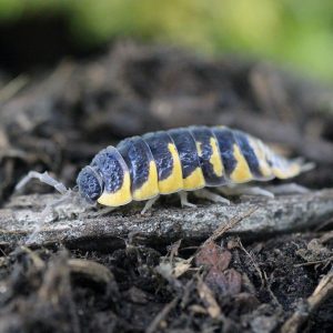 Porcellio-ornatus-_Yellow_-2.jpg