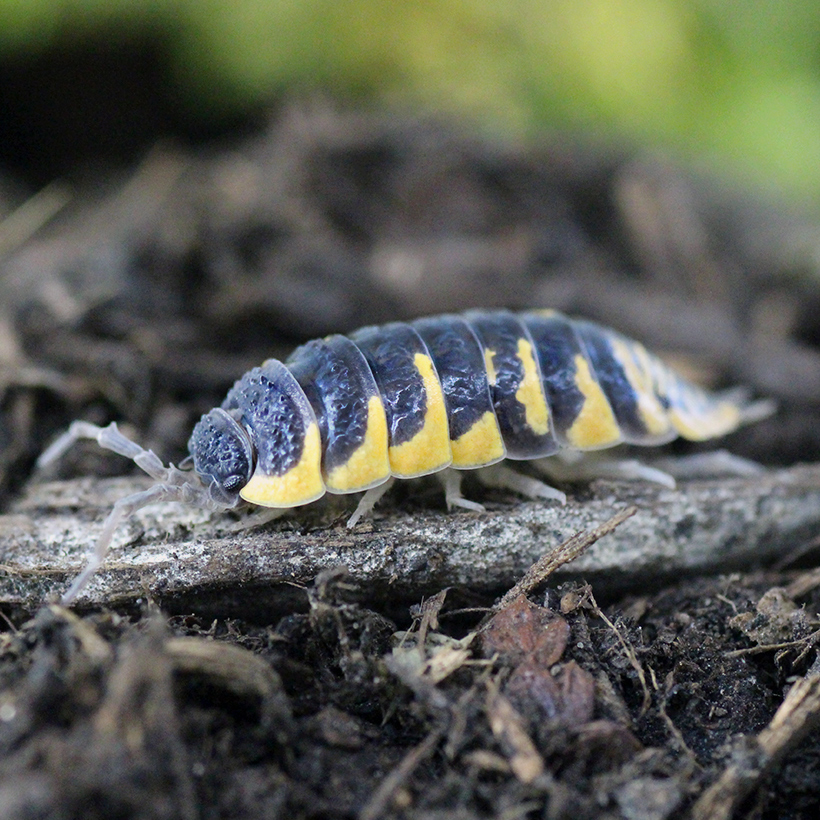 Porcellio-ornatus-_Yellow_-2.jpg