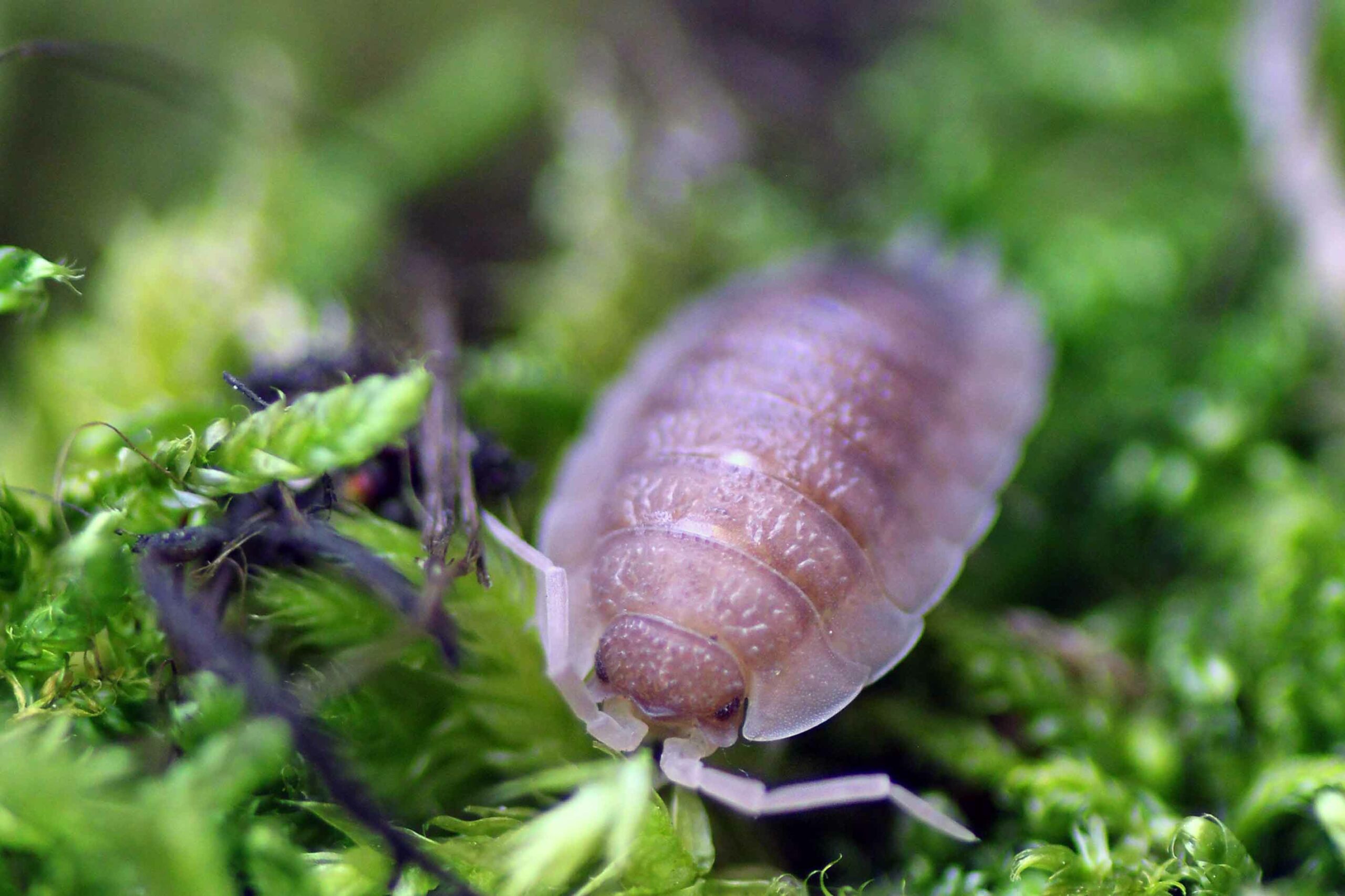 Porcellio-scaber-Ghost-bearbeitet-scaled-3.jpg