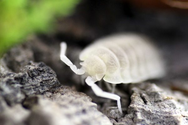 Porcellio-scaber-_White-Out_-scaled-3.jpg