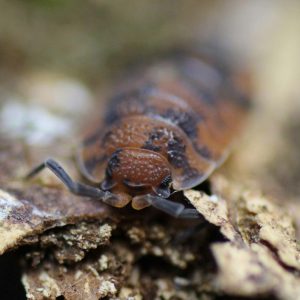 Porcellio-scaber-lava-scaled-3.jpg