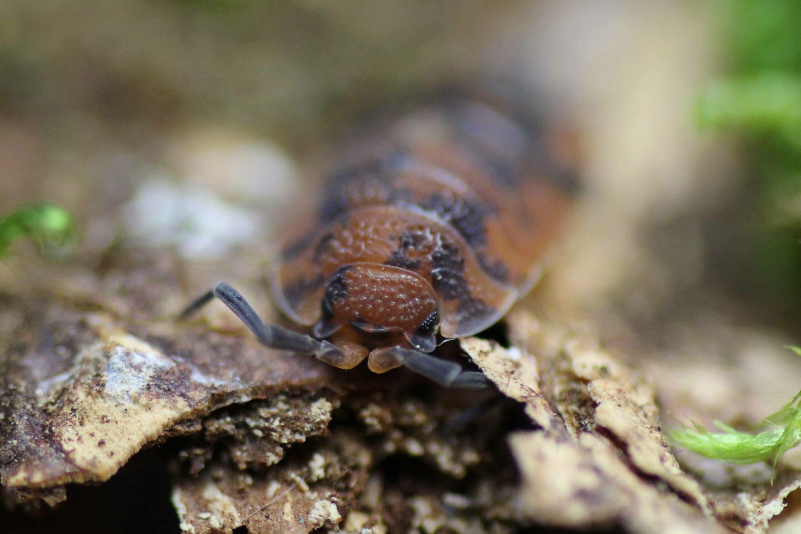 Porcellio-scaber-lava-scaled-3.jpg