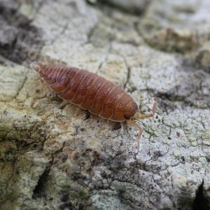 Porcellio-scaber-orange-scaled-3.jpg