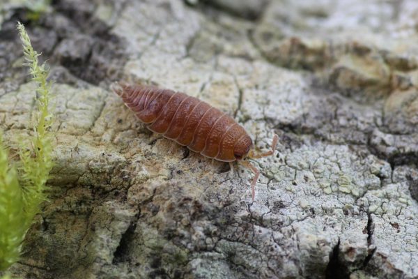 Porcellio-scaber-orange-scaled-3.jpg