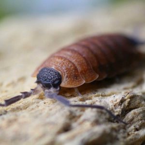 Porcellio-silvestri-12-bearbeitetklein-scaled-3.jpg