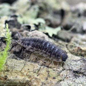 Porcellio-spec.-Barbate-scaled-3.jpg