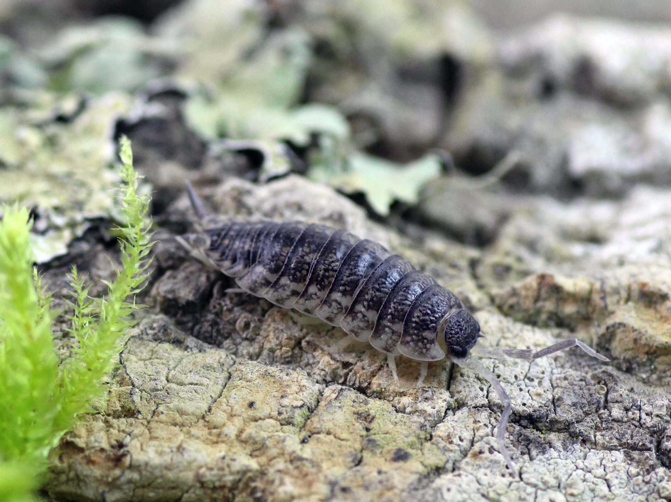 Porcellio-spec.-Barbate-scaled-3.jpg