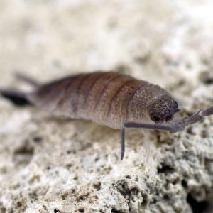 Porcellio-spec.-Valencia-finished-2.jpg