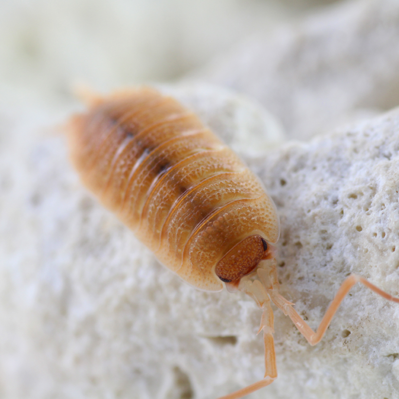 Porcellio-spec.-_Barbate-orange_-2.jpg