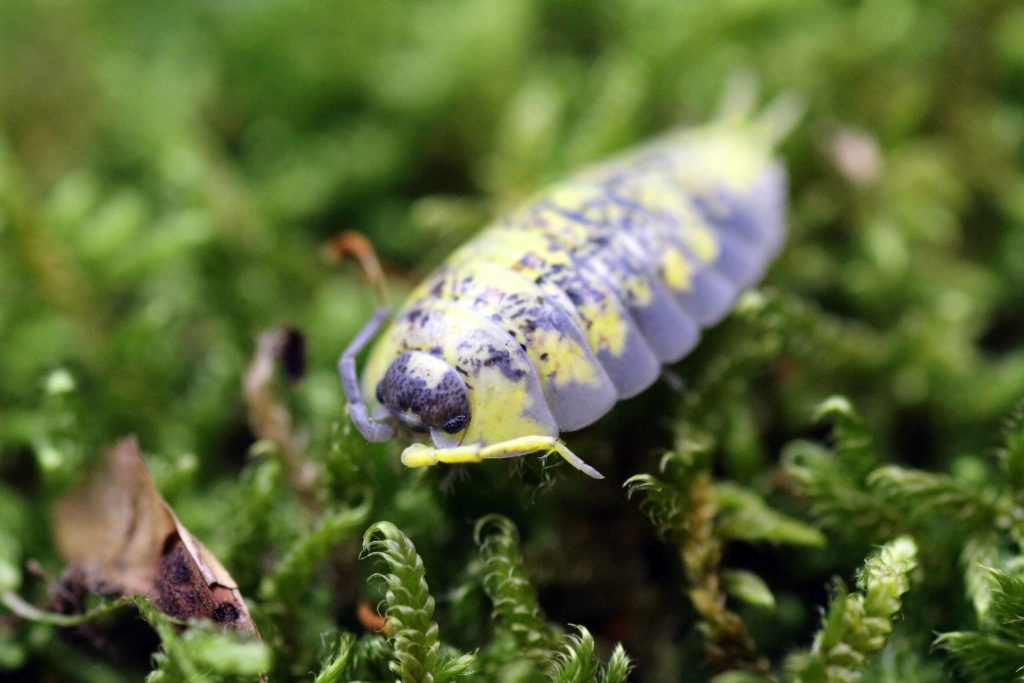 Porcellio-spinipes-scaled-3.jpg