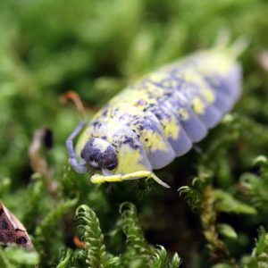 Porcellio-spinipes-scaled-3.jpg