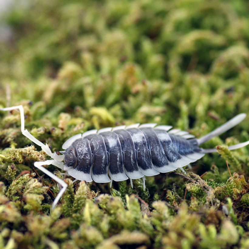 Porcellio-succintus-2.jpg