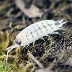 Porcellio-violaceus-_rubivan_-2.jpg