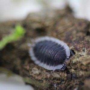 Porcellio-werneri-2.jpg