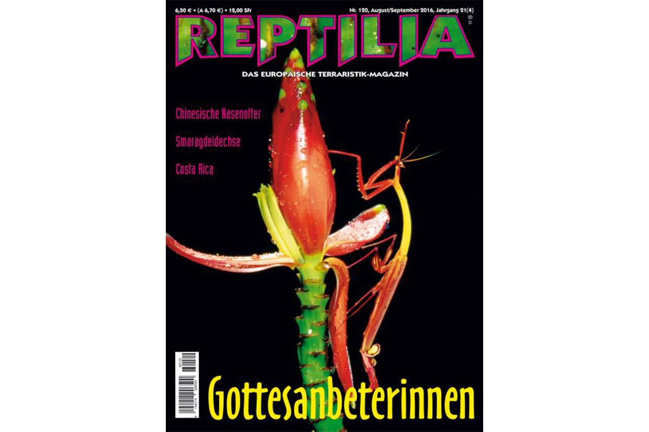 REPTILIA-120-Gottesanbeterinnen-2.jpg