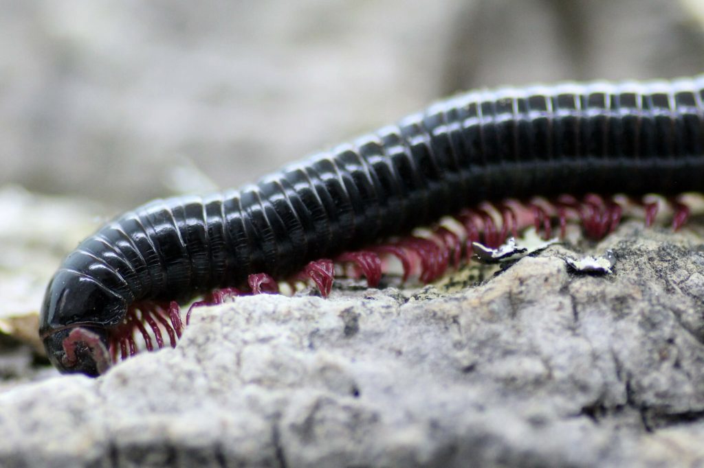 Remulopygus-brevispinus_-scaled-3.jpg