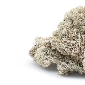 Reindeer moss-1-2.jpg