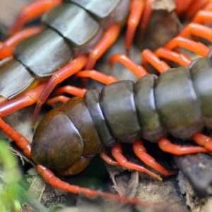 Scolopendra-dehaani-_Red-Leg_-2.jpg