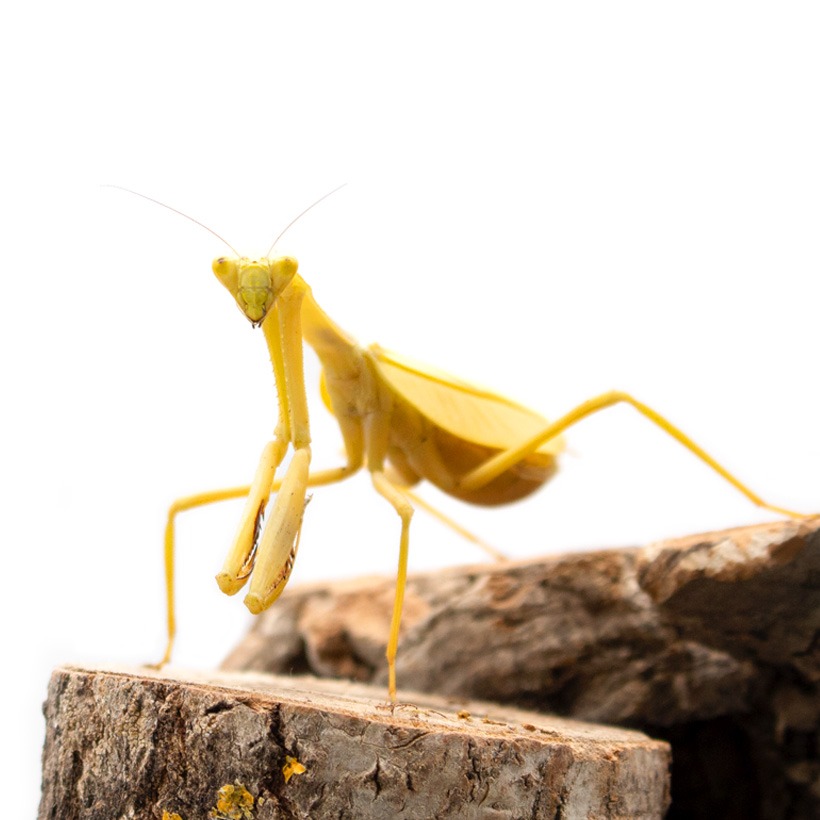 Stagmatoptera-femoralis-1-2.jpg