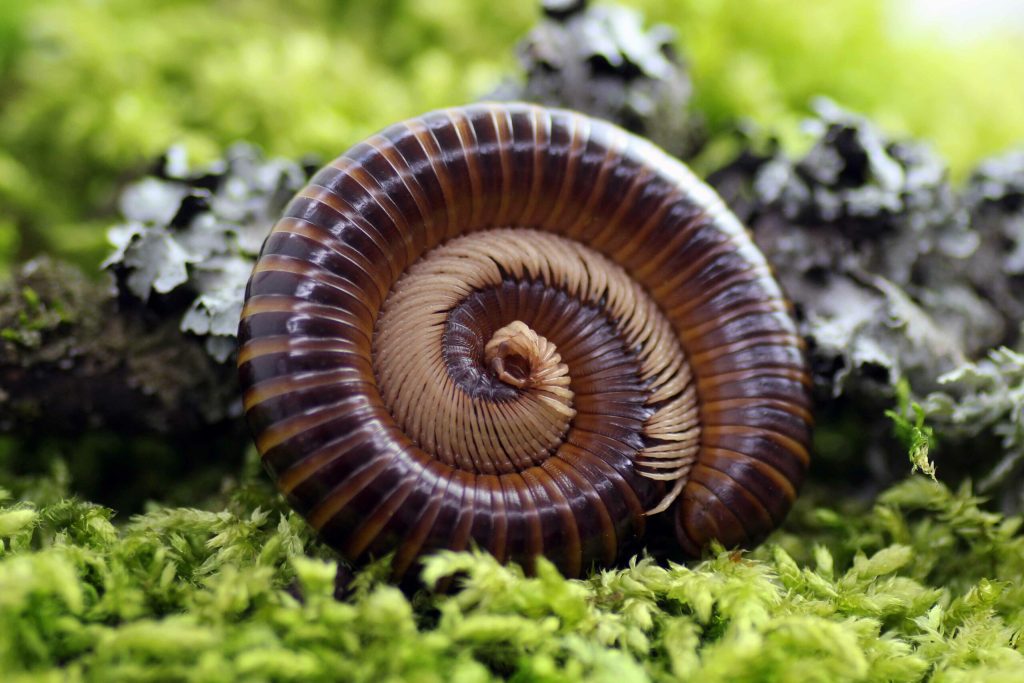 Telodeinopus-assiensis-scaled-3.jpg