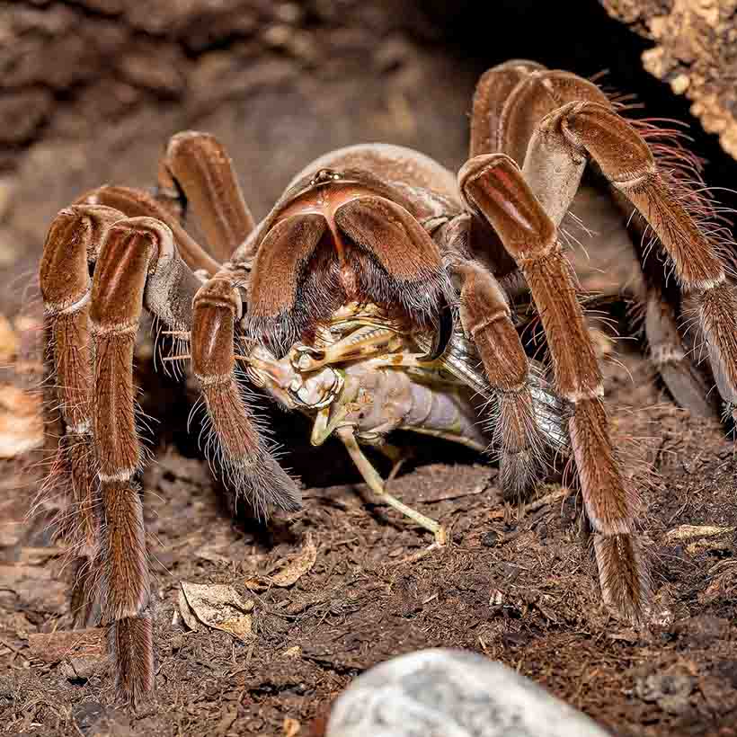 Theraphosa-blondi-2.jpg