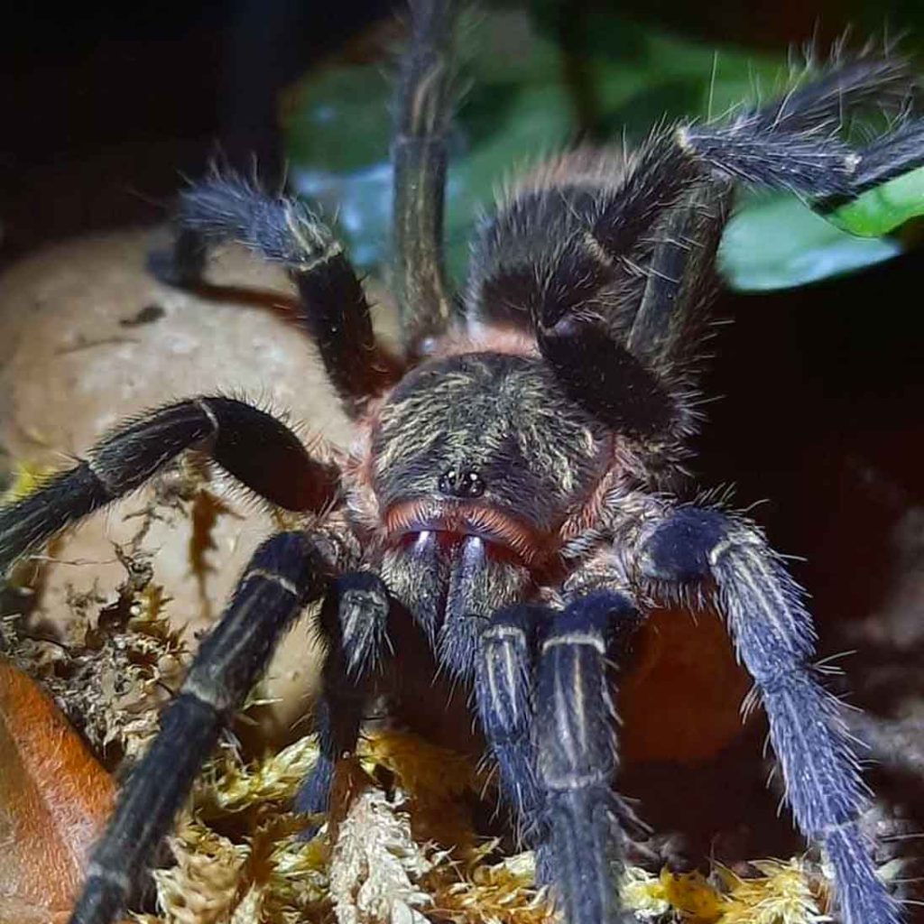 Thrixopelma-pruriens-1-2.jpg