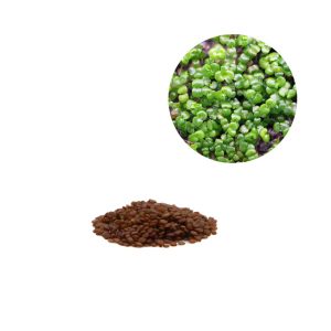 Tropical Carpet Groundcover Seeds-2.jpg