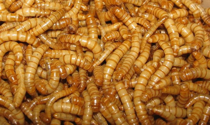 HTB1hqhJJVXXXXb9XFXX760XFXXXE