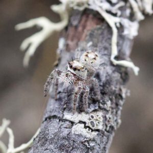 Phidippus otiosus "Cuba"