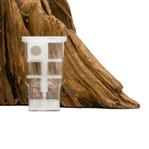 Jumping spiders tree house