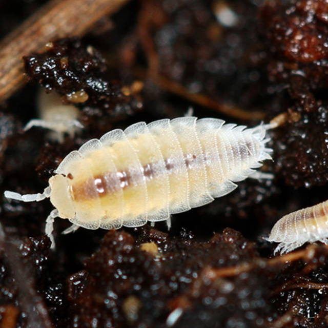 Trichorhina tomentosa-pur