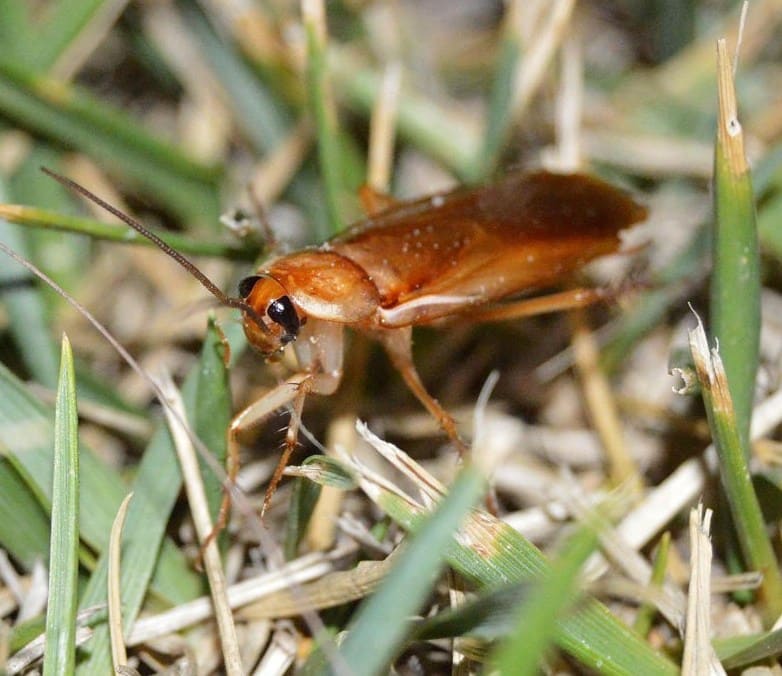 blatta-lateralis-almeria-06-2017-p12-e1505210292247