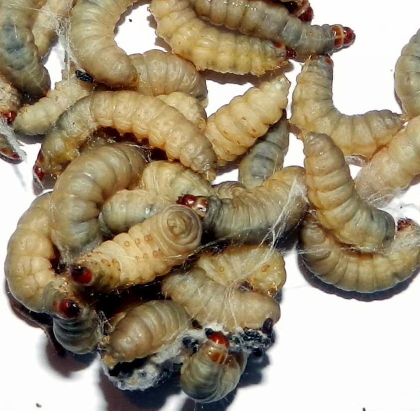 dscn1755-e1505210447178