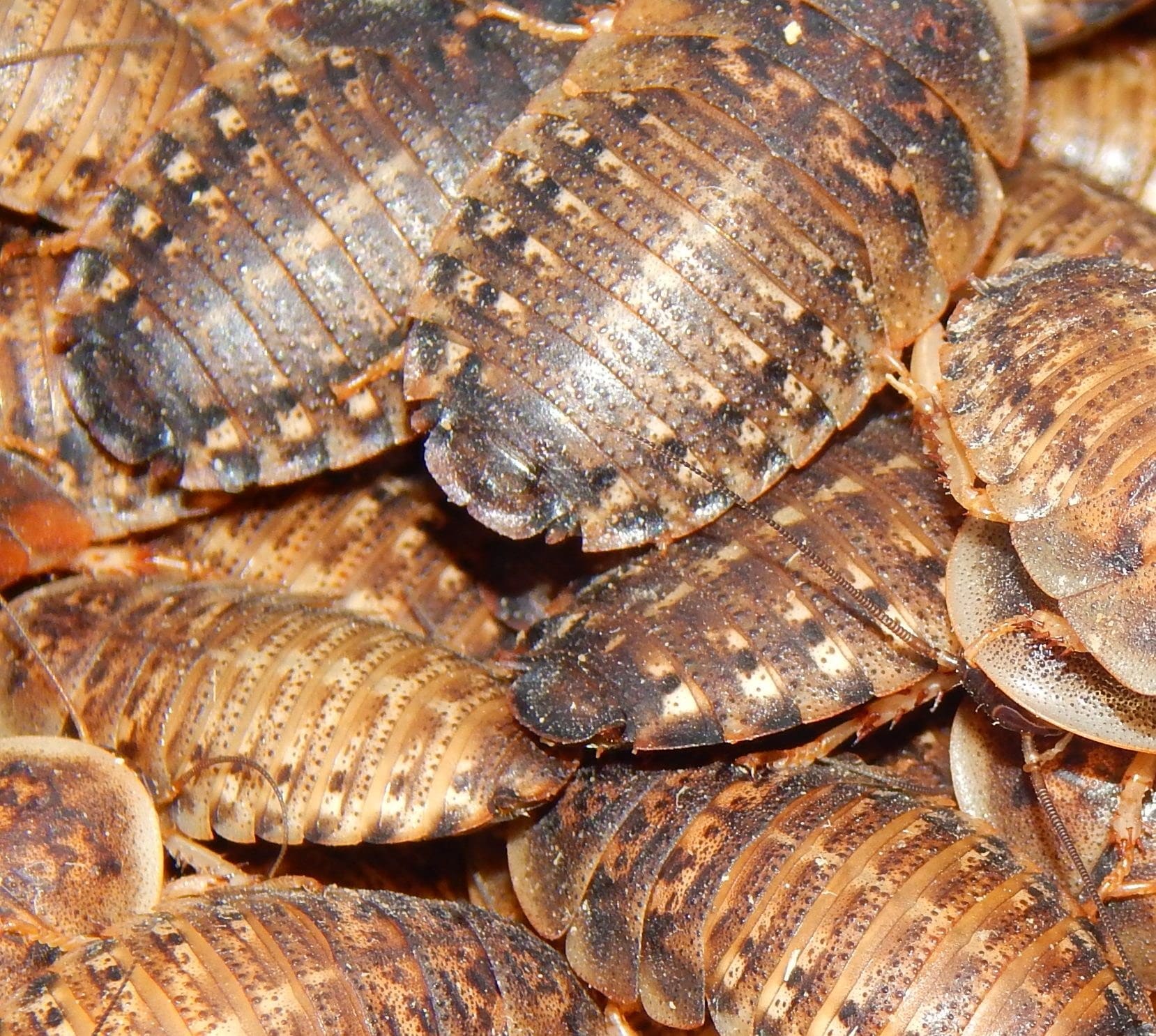 dscn7235-e1505212425633