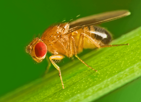 fruit-fly