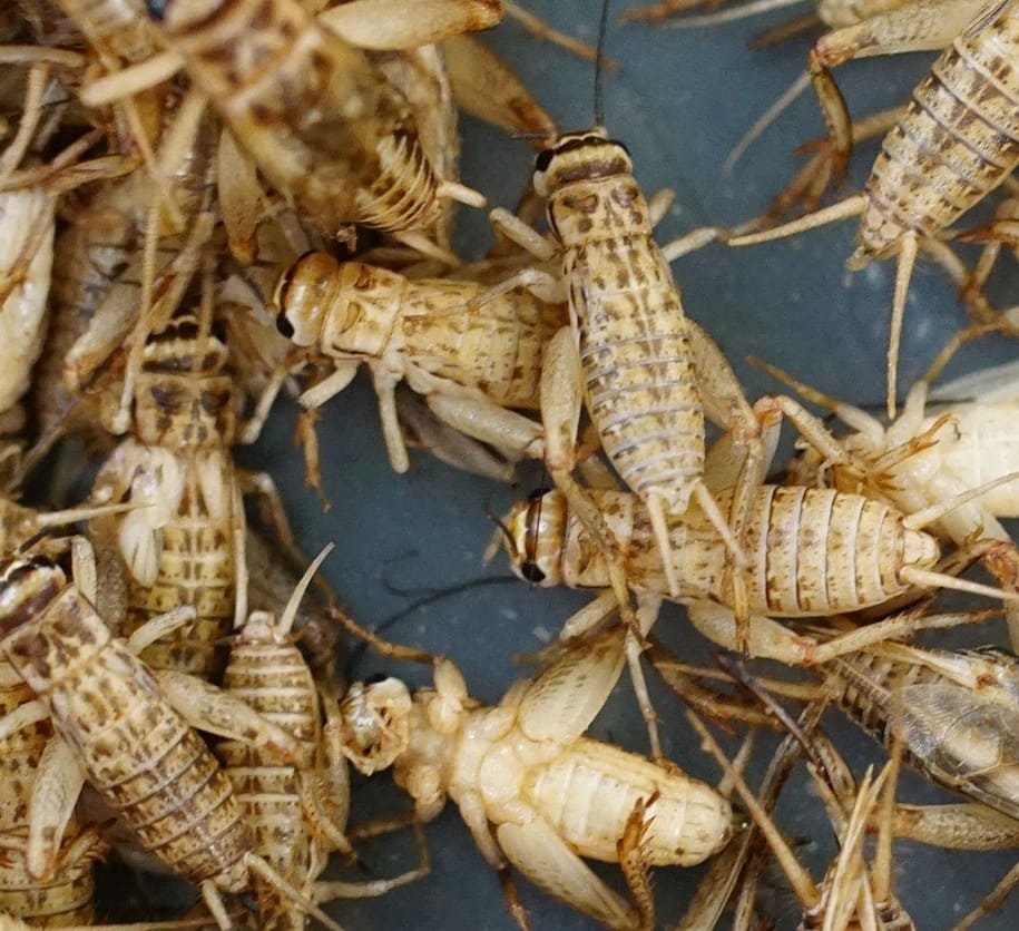 grille-1154444_1920-e1505210241746