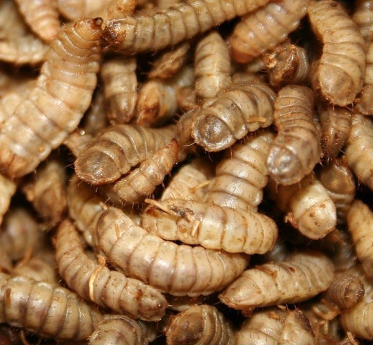 lar91jlc5n7mrl-_sl1500_-e1505211717479