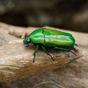 Chlorocala aufricana africana