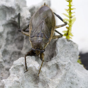 Lethocerus africanus