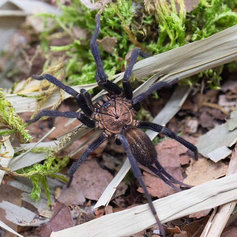 Linothele sericata-Draufsicht