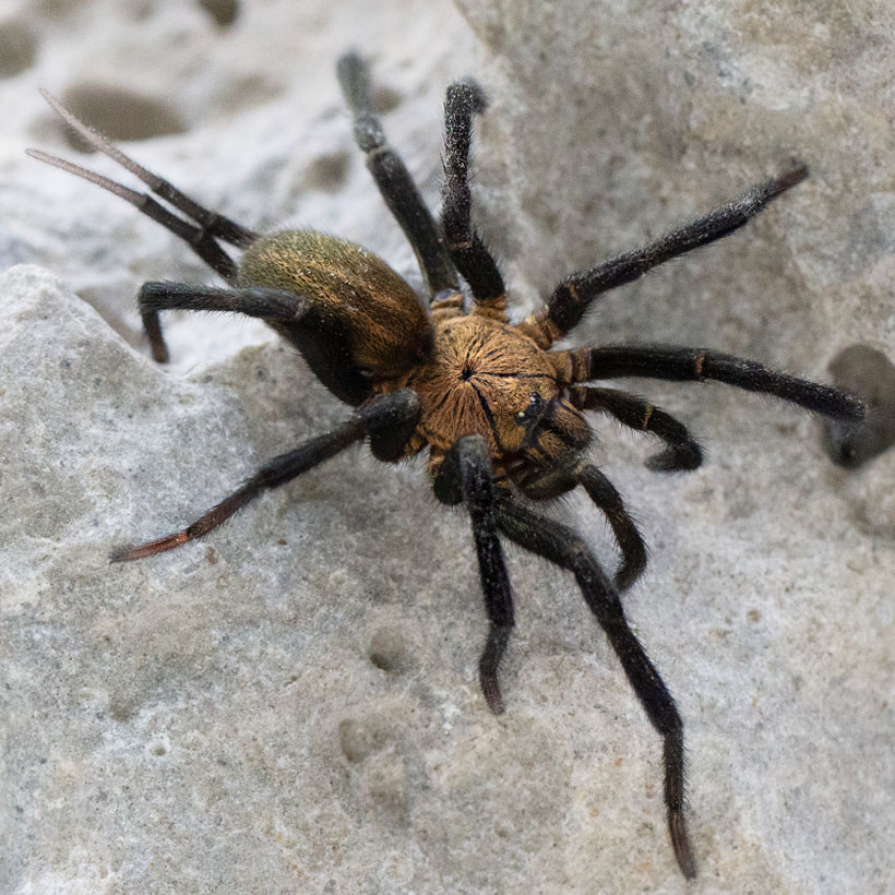Linothele sericata