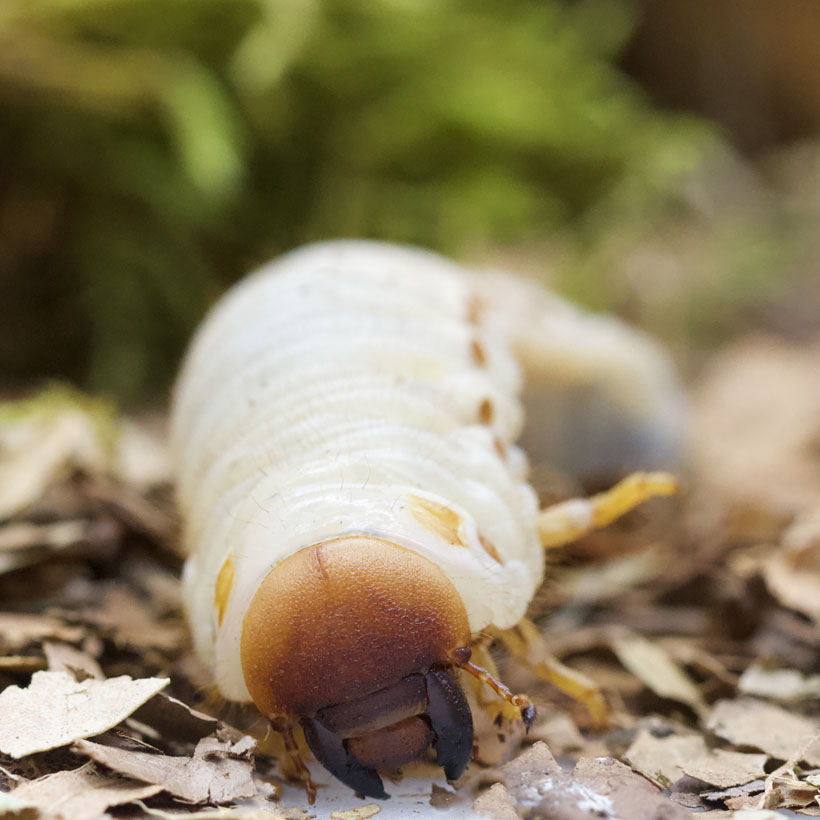 Oryctes monoceros- Larve