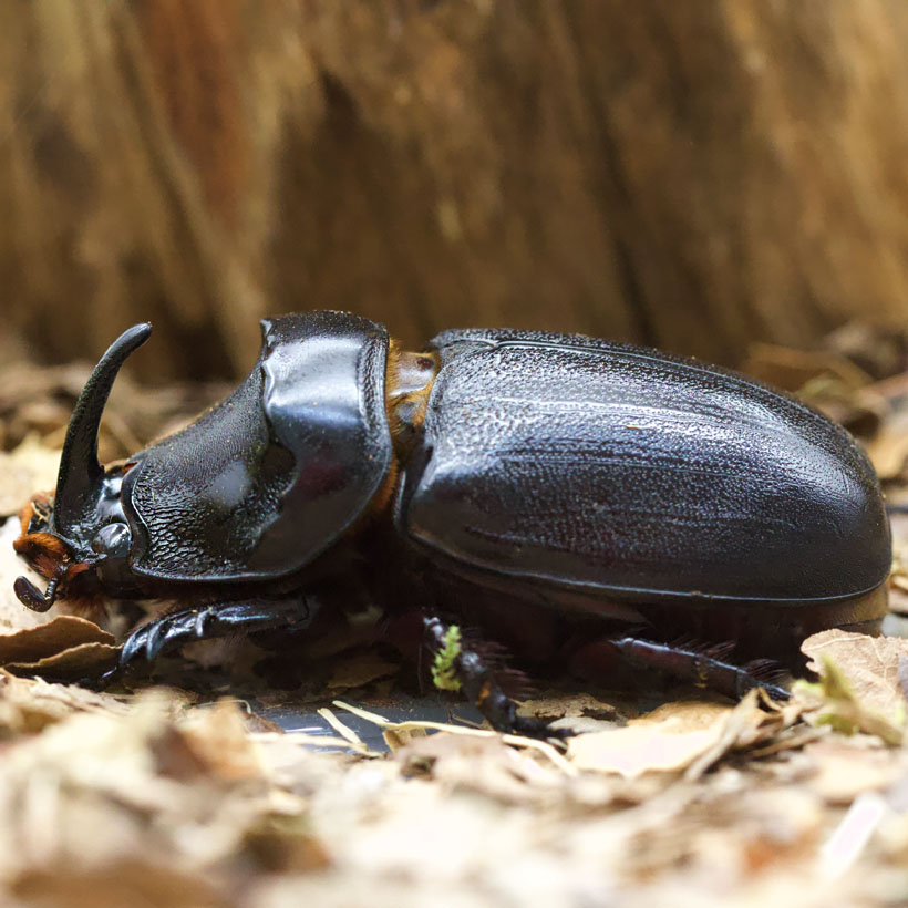 Oryctes monoceros-Seitenansicht