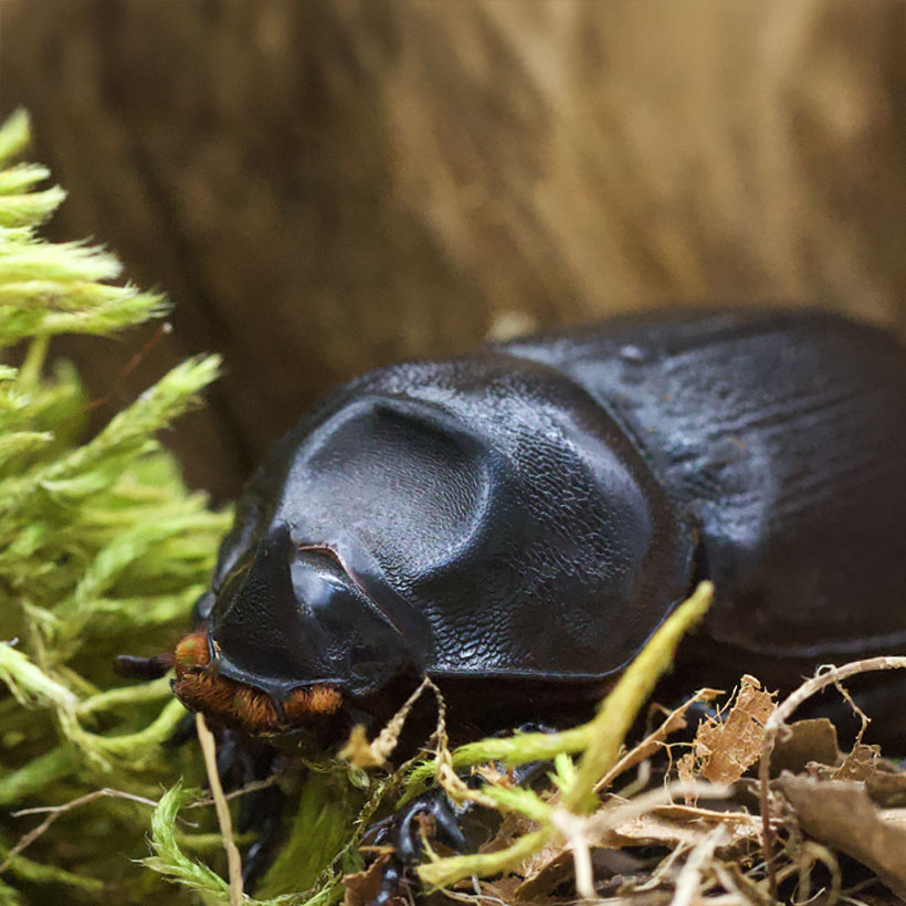 Oryctes monoceros- Weibchen