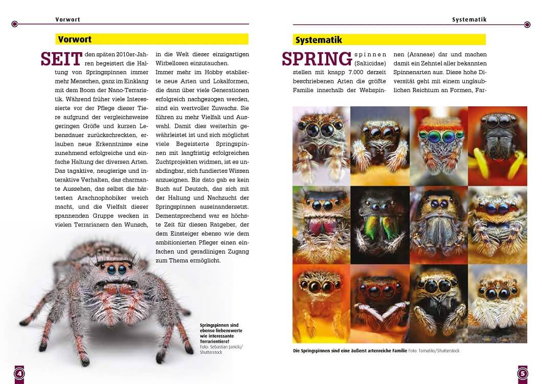 Art für Art Springspinnen